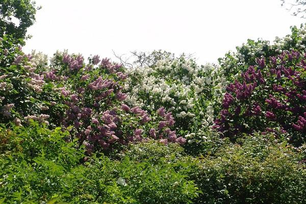 arbustos de lilas