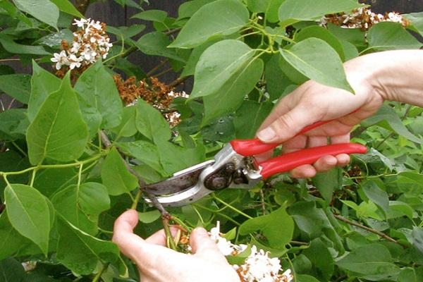 trim bushes