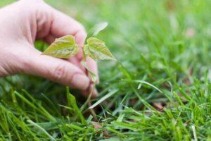 What methods can be used to make a garden bed from scratch without weeds, ideas and expert advice