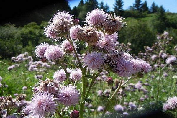 chardon en fleurs