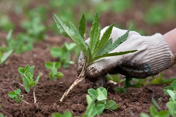 arrache l'herbe