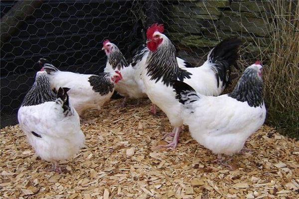 poulets croisés