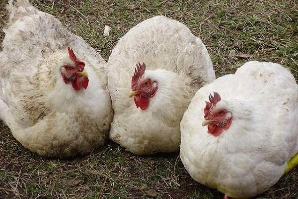 pájaros grandes