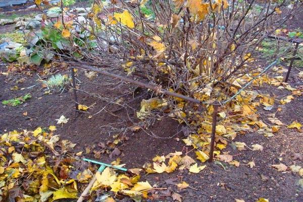 feuilles mortes