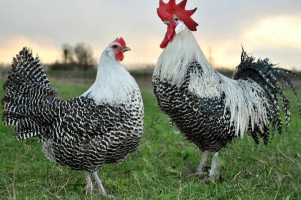 rooster with chicken