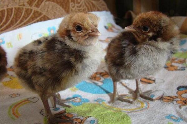 young chicks