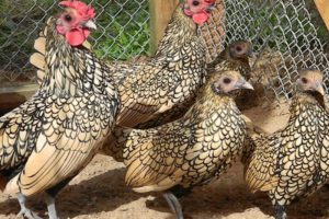 Description and characteristics of the sibright chicken breed, conditions of detention