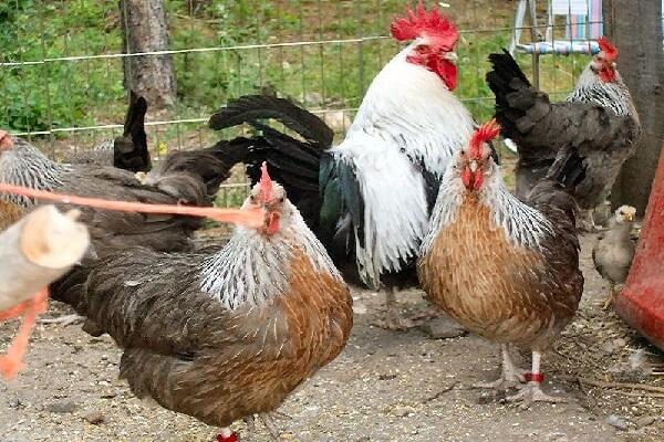  poulets tricolore