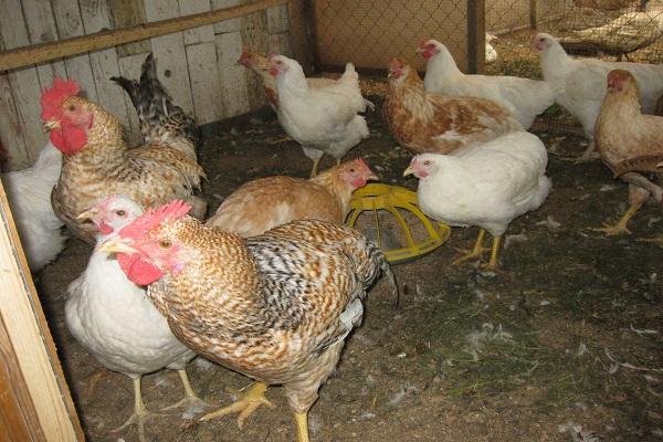 rebaño en gallinero