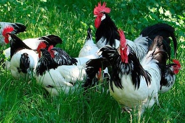 Lackenfelder chickens