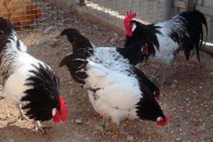 Description of Lakenfelder chickens, breeding and conditions of detention