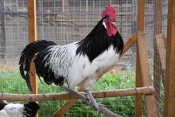 gallo solitario