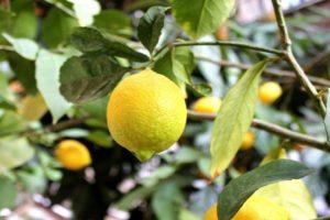 Description du citron Novogruzinsky, règles de plantation et d'entretien à la maison