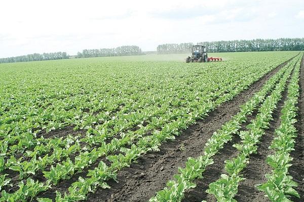 campo libre de malezas