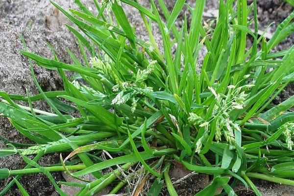 résistance aux mauvaises herbes