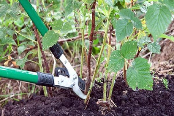 pruning bushes