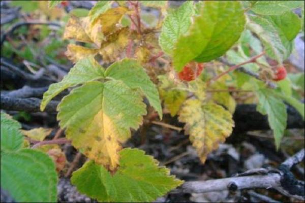 Descripción de la variedad de frambuesa remontante Bryanskoe Divo, cultivo y cuidado.