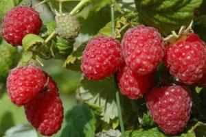 Description of remontant raspberries of the Bryanskoe Divo variety, growing and care