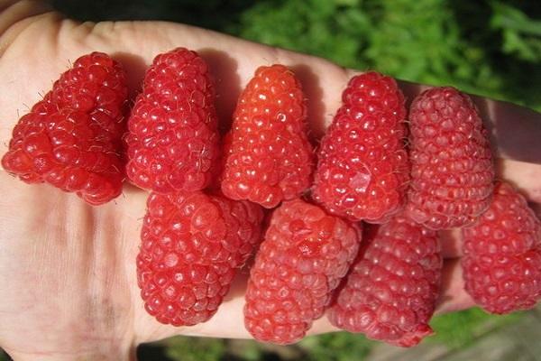 berries picked