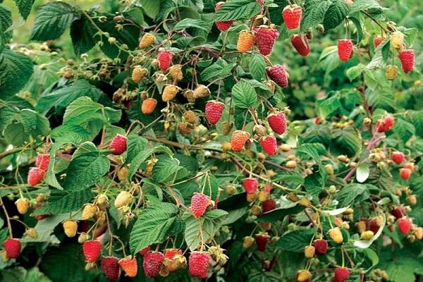 framboises en croissance