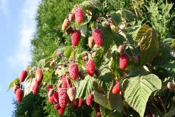 Descripción de la variedad de frambuesa remontante Bryanskoe Divo, cultivo y cuidado.