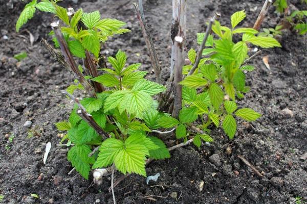 place pour un buisson