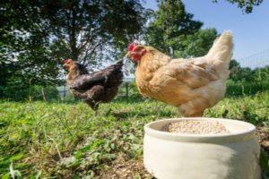 How to properly prepare a mash for laying hens, the best recipes and composition