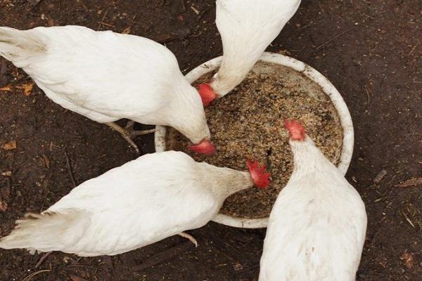 comiendo gallinas