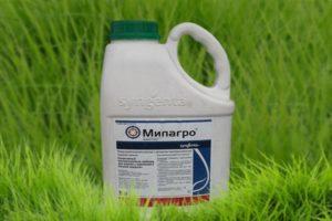 Instructions pour l'utilisation de l'herbicide Milagro, taux de consommation et analogues