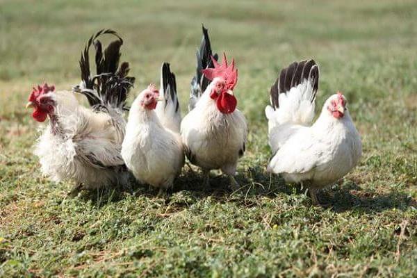 poulets qui marchent