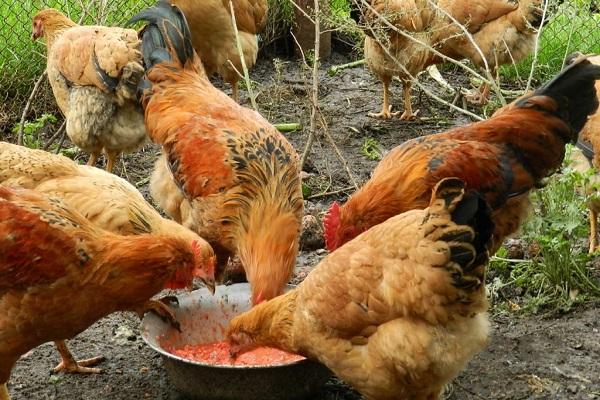 nourrir les poulets