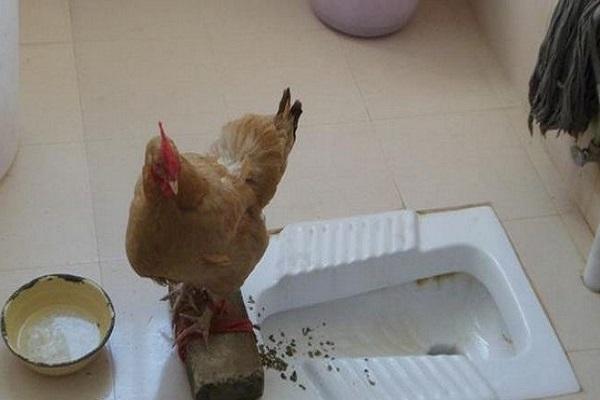 bird on the toilet