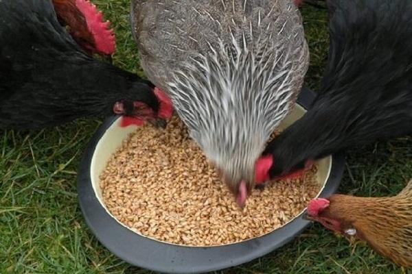 las aves se alimentan