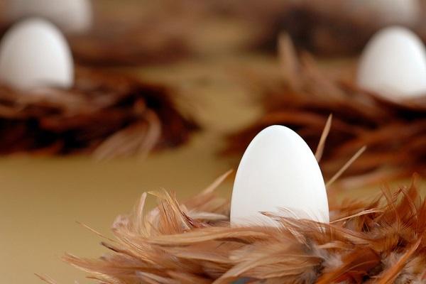 eggs in feathers