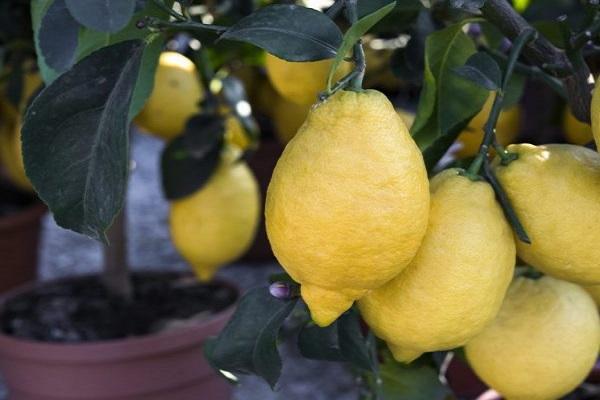 New Zealand lemon