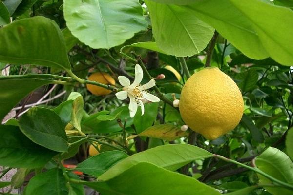 cítricos en flor