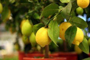 Description of the New Zealand type of lemon, growing and care at home