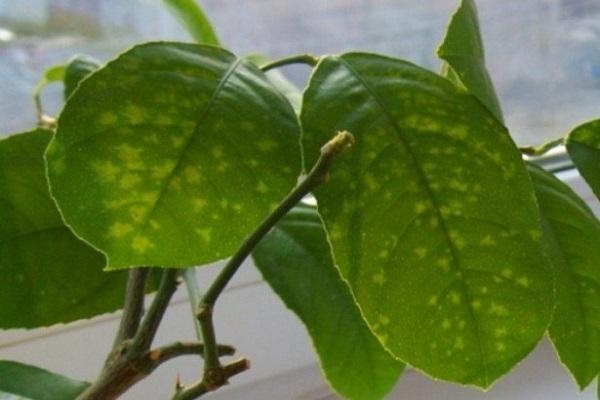 leaf spots