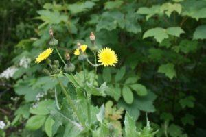 Useful properties and contraindications of sow thistle, rules of use