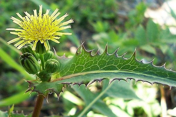 herbe à fleurs