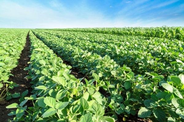 soybean fields