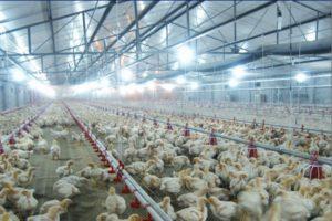 Type de placement et densité de stockage des poulets de chair pour la garde au sol à la maison