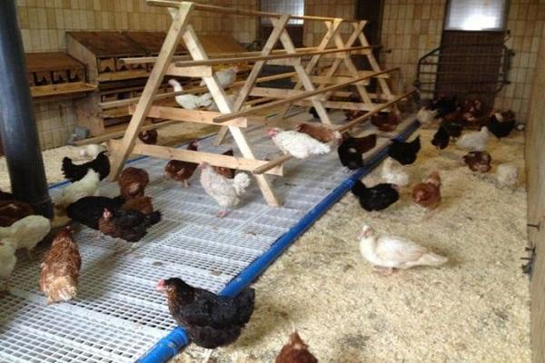 equipment in the chicken coop