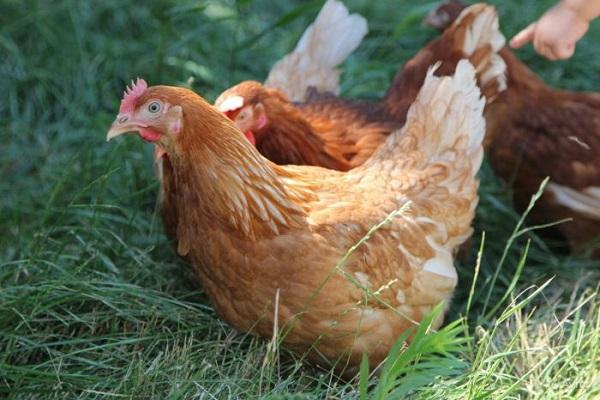 Pour quelles raisons les poulets pondent parfois de petits œufs et comment résoudre au mieux le problème