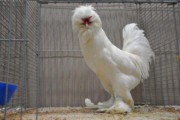 Por qué las gallinas a veces ponen huevos pequeños y cuál es la mejor manera de resolver el problema