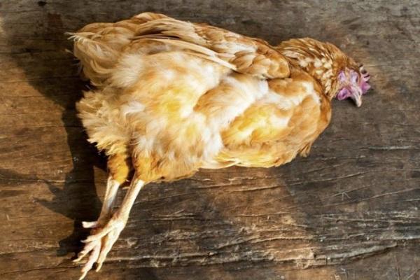 Por qué las gallinas a veces ponen huevos pequeños y cuál es la mejor manera de resolver el problema