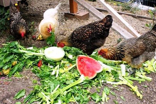 Pour quelles raisons les poulets pondent parfois de petits œufs et comment résoudre au mieux le problème