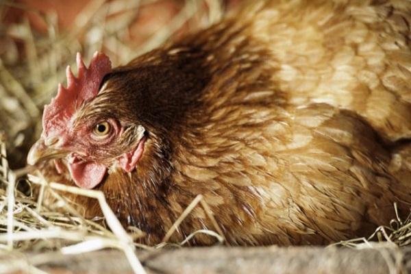 Pour quelles raisons les poulets pondent parfois de petits œufs et comment résoudre au mieux le problème