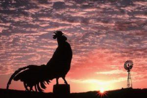 Why roosters crow in the morning and the reasons for the lack of crowing