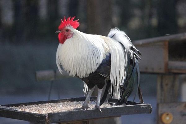 white rooster